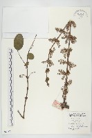 馬桑藏品圖，第1張