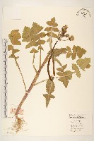 苦滇菜、苦菜藏品圖，第1張