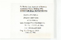 歐洲油菜藏品圖，第2張