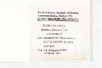 小白菜、不結球白菜藏品圖，第2張