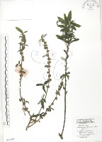 水麻藏品圖，第1張