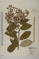 薄葉艾納香藏品圖，第1張