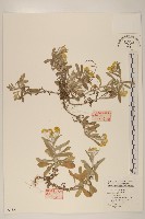 木瓜藏品圖，第1張