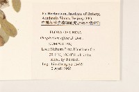 木瓜藏品圖，第2張