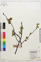 木瓜藏品圖，第2張
