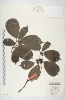 倒心葉珊瑚藏品圖，第1張