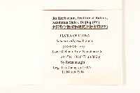 紫毛千里光藏品圖，第2張