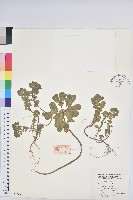 澤漆藏品圖，第1張