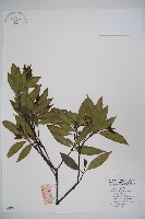 高山莢迷藏品圖，第1張