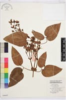 小木通藏品圖，第1張