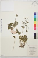 天葵藏品圖，第1張