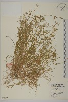 雀舌草藏品圖，第1張