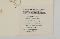 雀舌草藏品圖，第2張