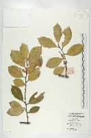 藤胡頹子藏品圖，第1張