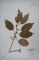 三角咪草藏品圖，第1張