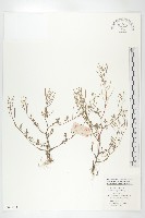 水田碎米薺藏品圖，第1張