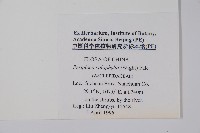 青蛇藤藏品圖，第2張