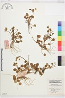 登錄號:S048636藏品圖，第1張