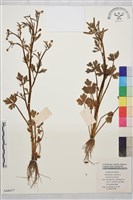 石龍芮藏品圖，第1張