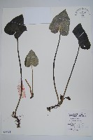 薄葉細辛、尾花細辛藏品圖，第1張