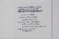 薄葉細辛、尾花細辛藏品圖，第2張