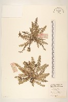 川甘蒲公英藏品圖，第1張