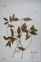 紅翅槭藏品圖，第1張