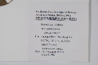 紅翅槭藏品圖，第2張