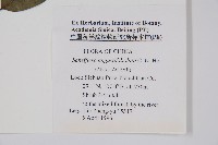 狹葉鵝掌柴藏品圖，第2張