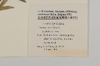 矢車菊藏品圖，第2張