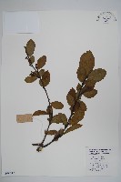 榿木藏品圖，第1張