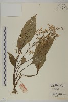 光葉兔兒風藏品圖，第1張