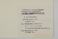 光葉兔兒風藏品圖，第2張