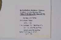 桃葉黃楊藏品圖，第2張