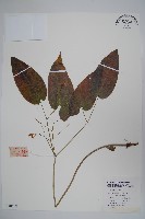 柔毛淫羊藿藏品圖，第1張