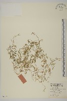 巫山繁縷藏品圖，第1張