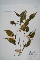 球花馬藍藏品圖，第1張