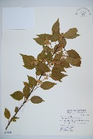 呂宋莢迷藏品圖，第1張