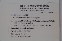 呂宋莢迷藏品圖，第2張