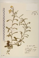 鼠麴草藏品圖，第1張