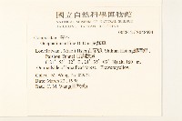 鼠麴草藏品圖，第2張