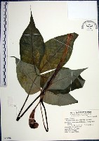 申跋、油跋、小天南星藏品圖，第1張