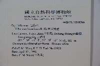 呂宋莢迷藏品圖，第2張