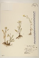 鼠麴草藏品圖，第1張