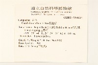 鼠麴草藏品圖，第2張