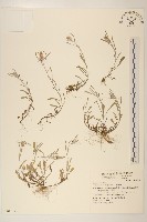 鼠麴舅藏品圖，第1張