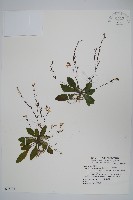 哈哼花藏品圖，第1張