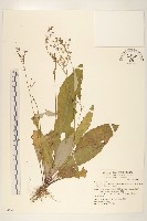 刀傷草藏品圖，第1張