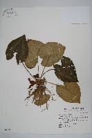 大花細辛、馬蹄香藏品圖，第1張