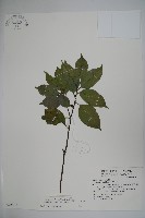 臺灣糊樗藏品圖，第1張